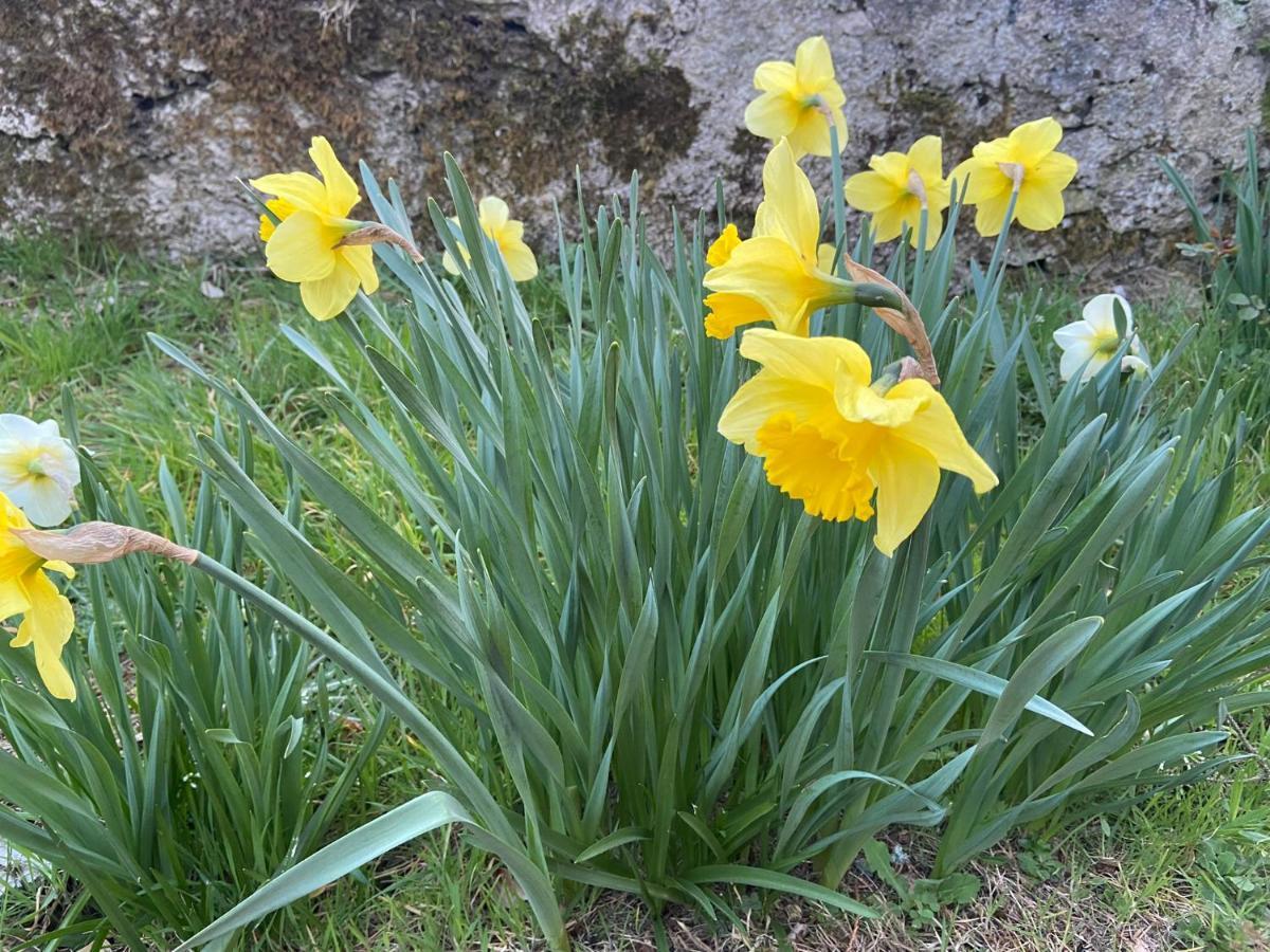 Daffodil Lodge Sligo Exteriér fotografie